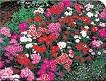 DIANTHUS TELSTAR-MIX*****125 SEED!