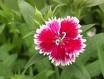 DIANTHUS TELSTAR-CARMINE ROSE*****125 SEED!