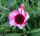 DIANTHUS TELSTAR-CRIMSON*****125 SEED!