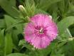 DIANTHUS TELSTAR-PINK*****125 SEED!