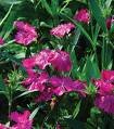 DIANTHUS TELSTAR-PURPLE*****125 SEED!