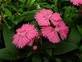 DIANTHUS TELSTAR-SALMON*****125 SEED!