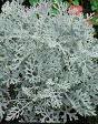DUSTY MILLER-SILVER DUST*****2,000 SEED!