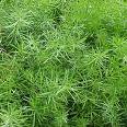 FERN-SPRENGERI*****125 SEED!
