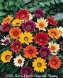 GAZANIA DAYBREAK-MIX*****125 SEED!