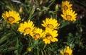 GAZANIA DAYBREAK-BRIGHT YELLOW*****125 SEED!
