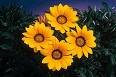GAZANIA DAYBREAK-GARDEN SUN*****125 SEED!