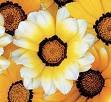 GAZANIA DAYBREAK-ORANGE CREAM*****125 SEED!