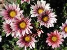 GAZANIA DAYBREAK-PINK SHADES*****125 SEED!