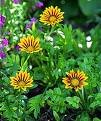GAZANIA DAYBREAK-RED STRIPE*****125 SEED!
