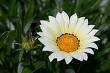 GAZANIA DAYBREAK-WHITE*****125 SEED!
