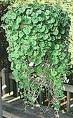 DICHONDRA-EMERALD FALLS*****5 SEED!