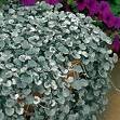 DICHONDRA-SILVER FALLS*********5 SEED!