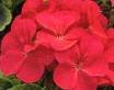 GERANIUM ORBIT-CARDINAL*****50 SEED!