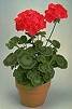GERANIUM ORBIT-CHERRY*****50 SEED!
