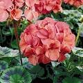 GERANIUM ORBIT-CORAL*****50 SEED!