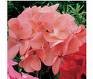 GERANIUM ORBIT-DEEP SALMON*****50 SEED!
