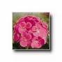 GERANIUM ORBIT-HOT PINK*****50 SEED!