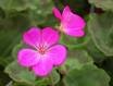 GERANIUM ORBIT-ORCHID*****50 SEED!