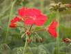 GERANIUM ORBIT-RED*************50 SEED!