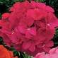 GERANIUM ORBIT-ROSE***********50 SEED!