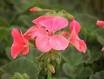GERANIUM ORBIT-SALMON******50 SEED!
