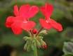 GERANIUM ORBIT-SCARLET*****50 SEED!