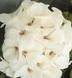GERANIUM ORBIT-WHITE*****50 SEED!
