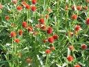GOMPHRENA-STRAWBERRY FIELDS*****250 SEED!