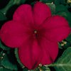IMPATIENS-SHADY LADY-BURGANDY*****250 SEED!