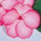 IMPATIENS-SHADY LADY-PINK*****250 SEED!