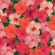 IMPATIENS-SHADY LADY-RED*****250 SEED!