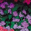 IMPATIENS-SHADY LADY-SKY BLUE*****250 seed!