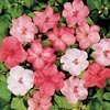 IMPATIENS-SHADY LADY-BLUSHING BEAUTIES MIX****250 SEED!