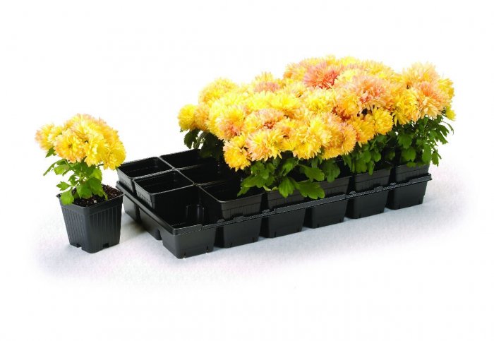 (450)--SQUARE KORD PRESTO POTS-3 1/2 X 3 1/2 INCH