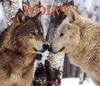 WOLVES 2007 DELUXE WALL CALENDAR