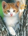 CATS 2007 HARDCOVER ENGAGEMENT CALENDAR-2