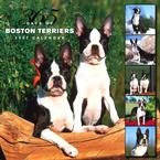 365 DAYS OF BOSTON TERRIERS 2007 WALL CALENDAR