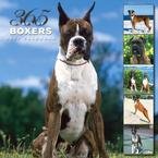 365 DAYS OF BOXERS 2007 WALL CALENDAR