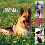 365 DAYS OF GERMAN SHEPHERDS 2007 WALL CALENDAR