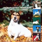 365 DAYS OF JACK RUSSELL TERRIERS 2007 WALL CALENDAR