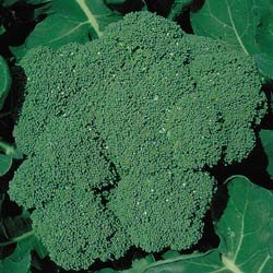 BROCCOLI-PACKMAN HYBRID*****250 SEED!