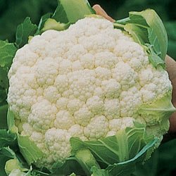 CAULIFLOWER-AMAZING*******250 SEED!