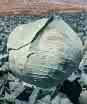CABBAGE-TROPIC GIANT*****500 seed!