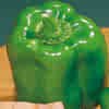 PEPPER-BIG BERTHA****50 SEED!