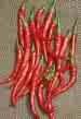 PEPER-CAYENNE LONG RED SLIM*****1,250 SEED!