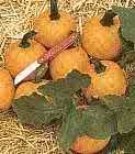 PUMPKIN-WEE-B-LITTLE-HEIRLOOM*****15 SEED!