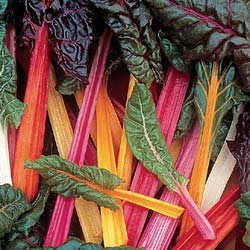 SWISS CHARD-BRIGHT LIGHTS*****500 SEED!