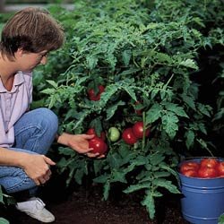 TOMATO-BETTER BUSH*****250 SEED!