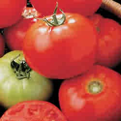TOMATO-CELEBRITY****125 SEED!
